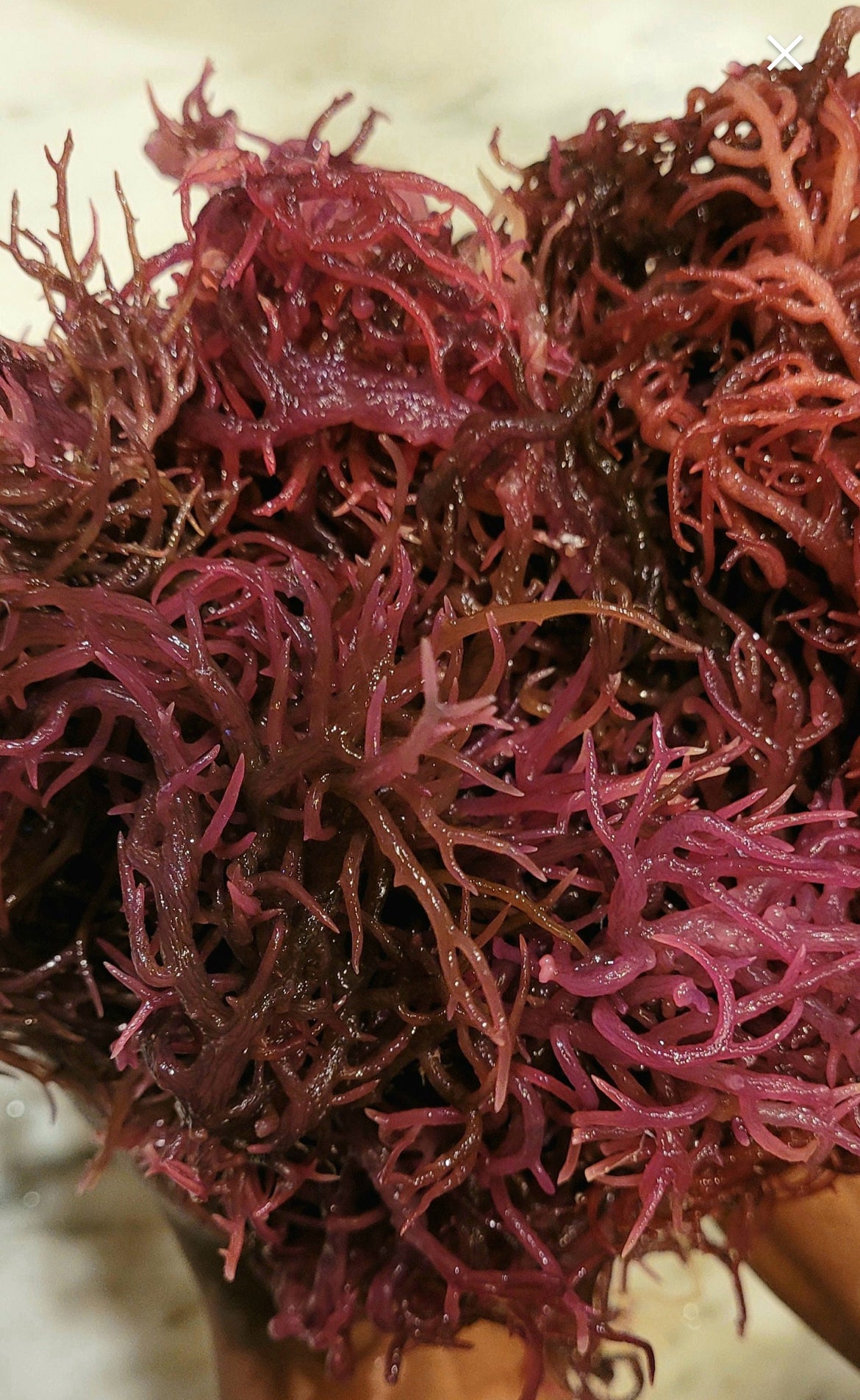 Jamaican Purple Seamoss