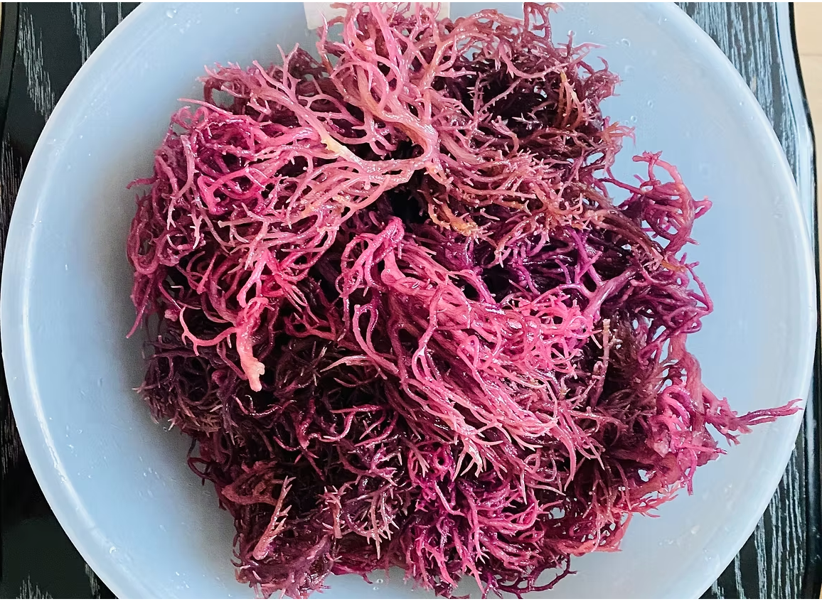 Jamaican Purple Seamoss