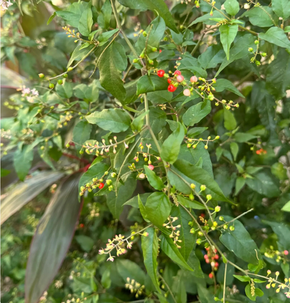 🌿 Dog Blood (Jamaican Fertility Herb)