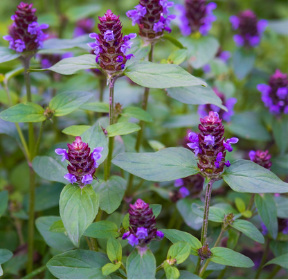 Self Heal